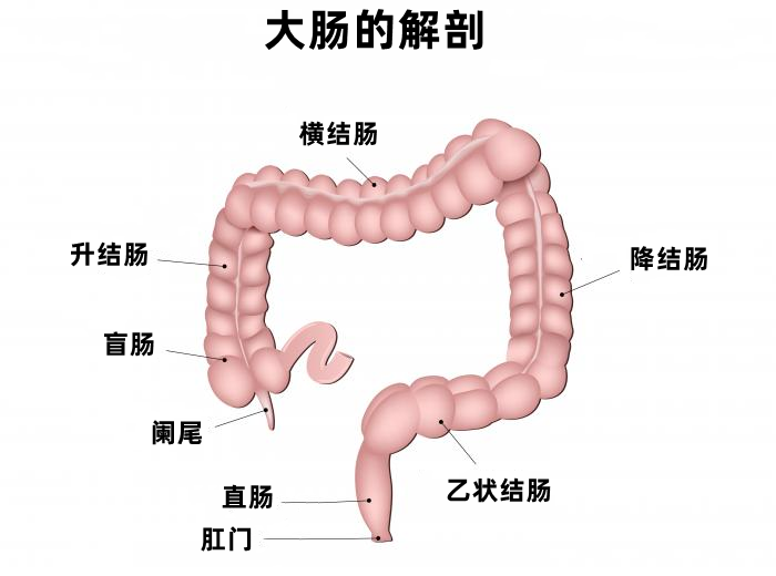 降结肠图片位置示意图图片