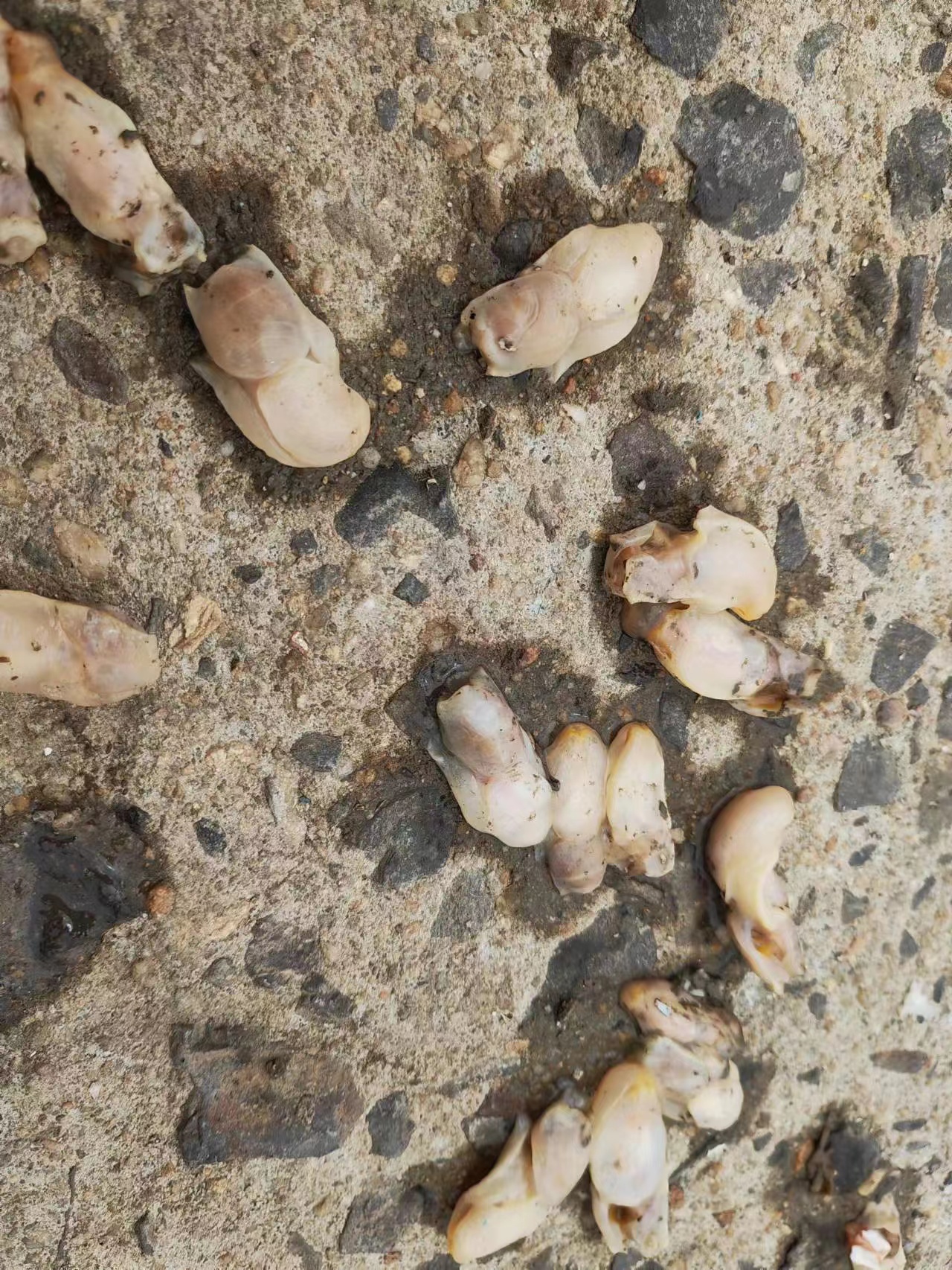 7月初，渔民捕捞上来的“白泥蚂”。青岛市海洋发展局供图