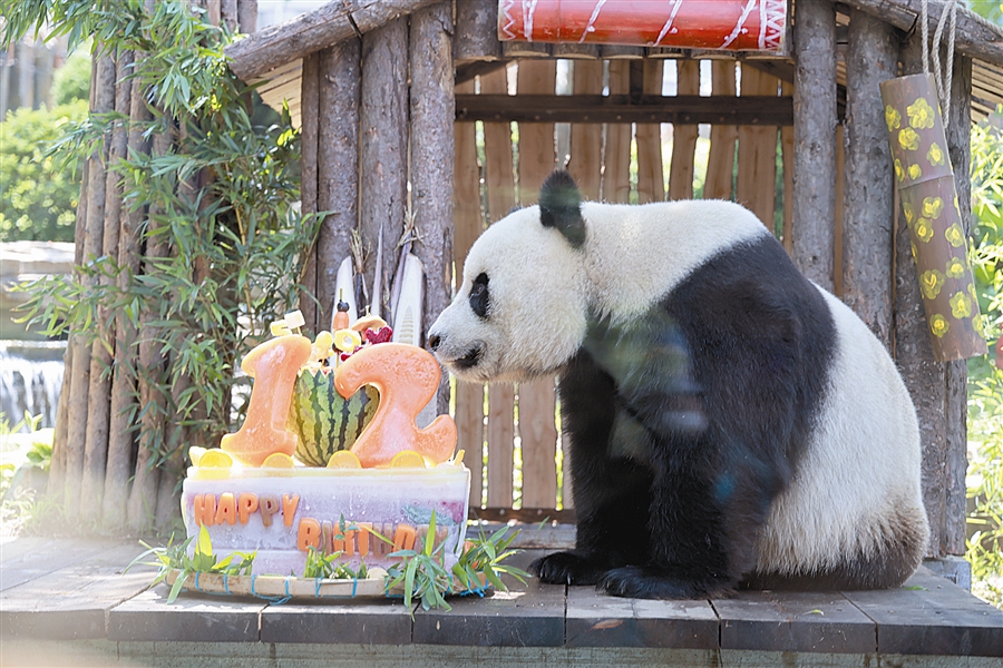 网红大熊猫"金虎"12岁啦!|熊猫_新浪财经_新浪网