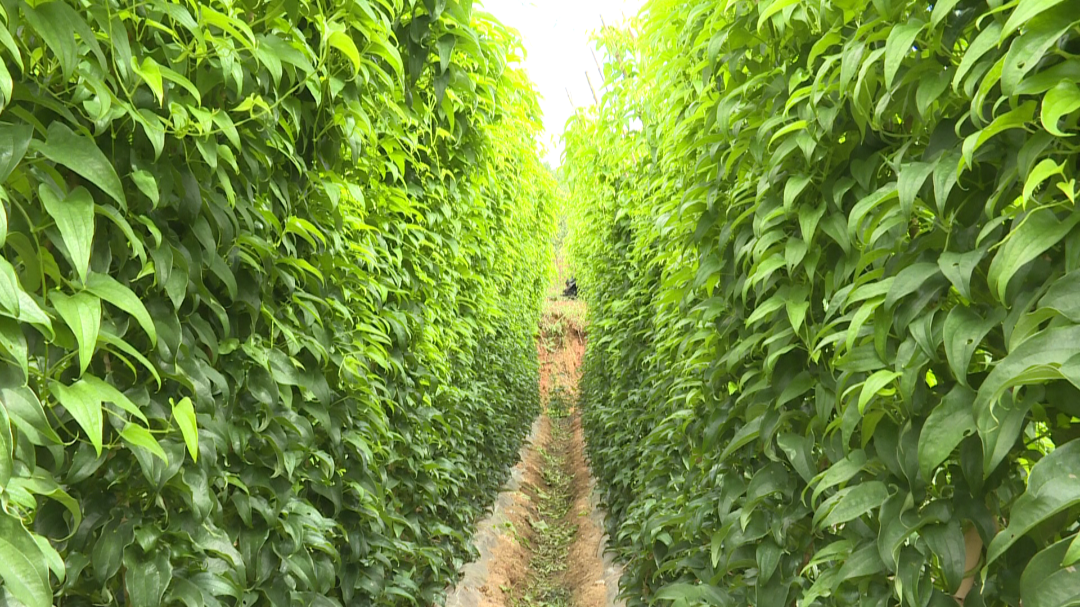 山药种植这些方法可以借鉴