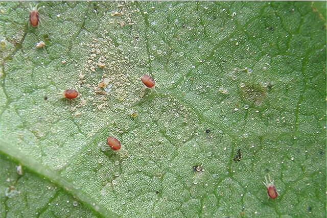 洗洁精能当农药使用洗洁精是红蜘蛛克星看看到底咋回事