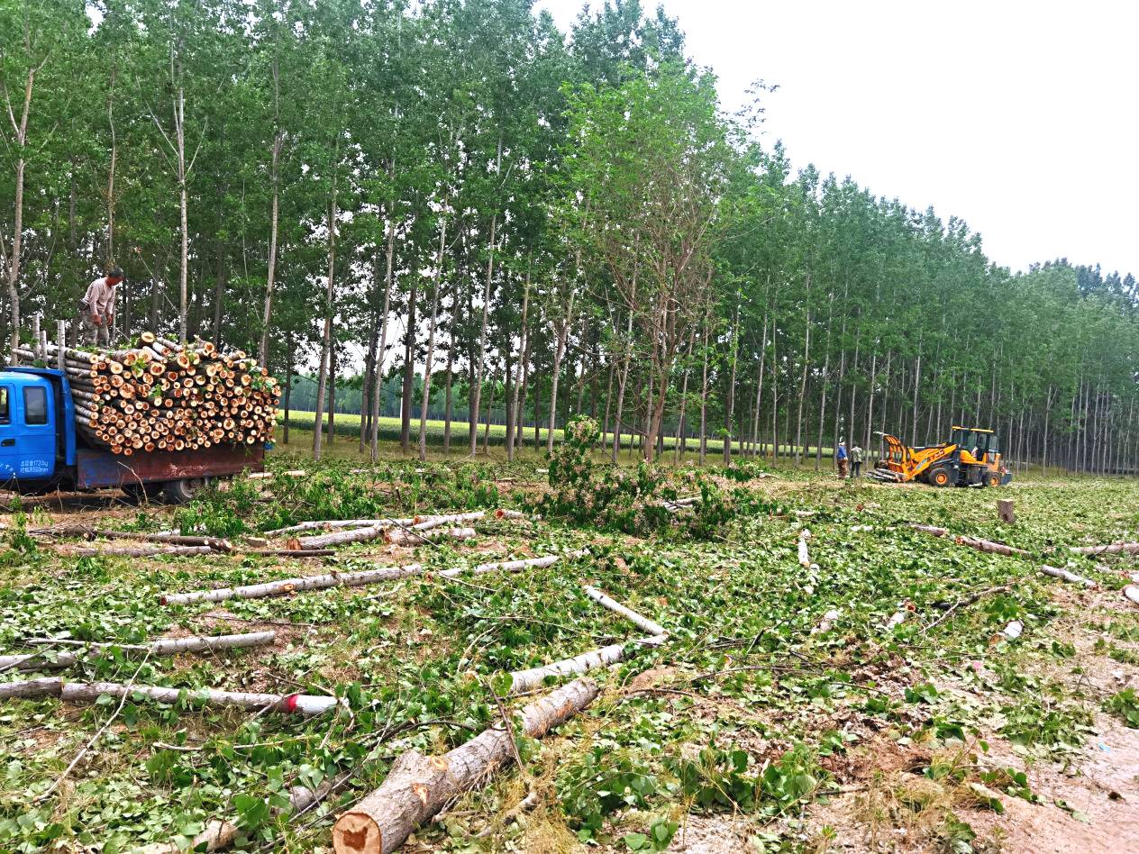 退耕还林要取消?多地开始推行退林还耕,果树林木一律砍掉还田!