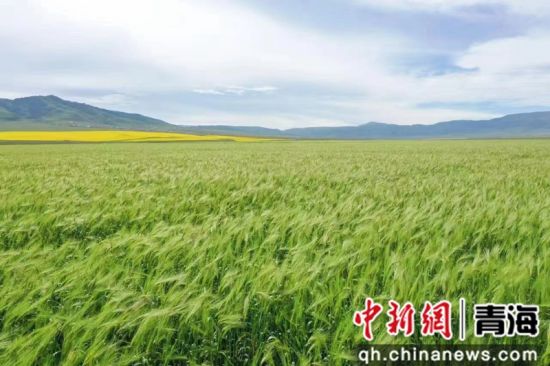 七月青海青稞种植基地风景如画|青海省_新浪新闻