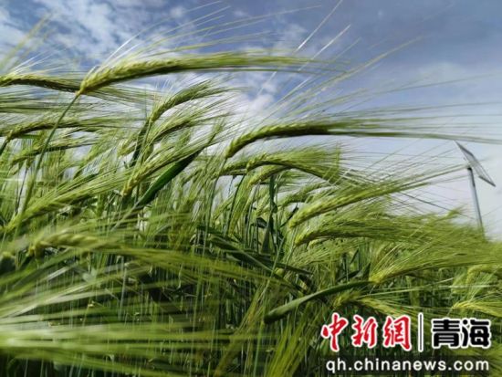 七月青海青稞种植基地风景如画|青海省_新浪新闻