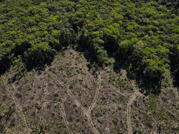 图说：8日在巴西马瑙斯拍摄的被砍伐的亚马孙雨林照片（路透社）