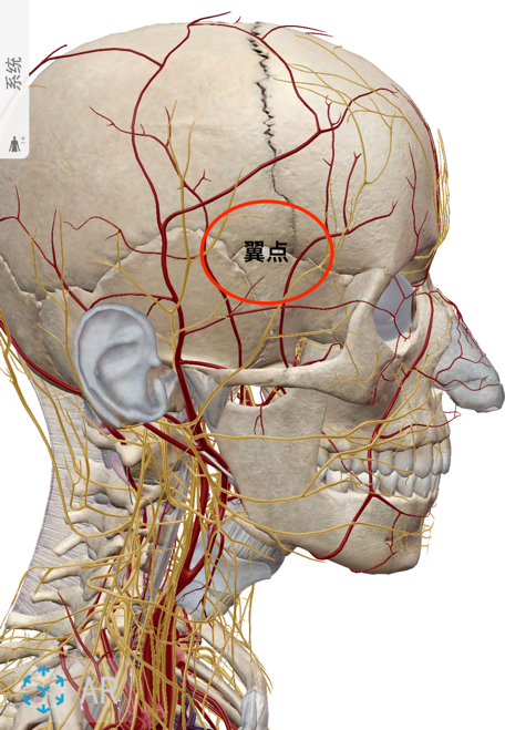 头部脆弱结构-翼点丨human anatomy atlas