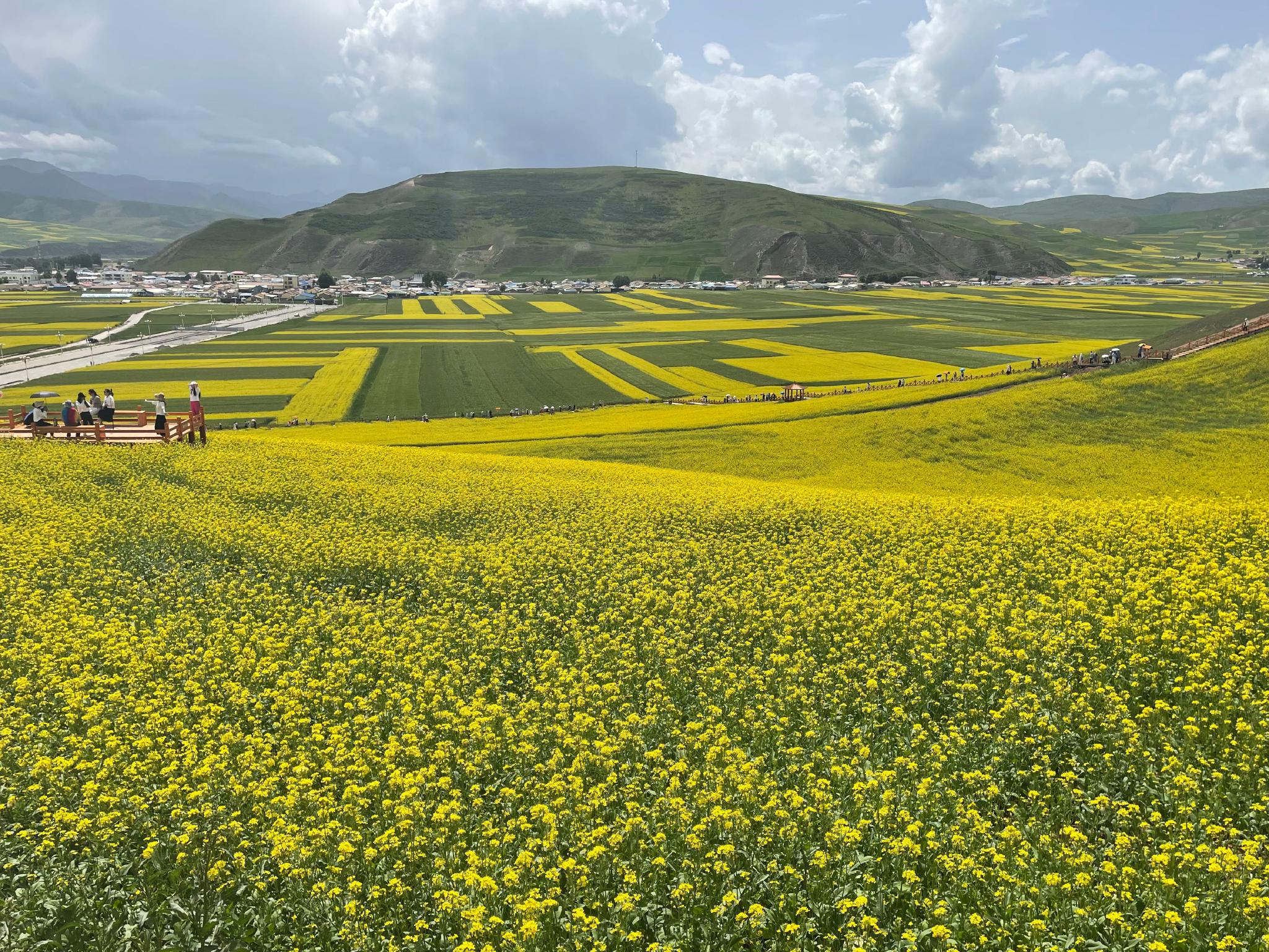 青海门源高原油菜花开铺就金色花海