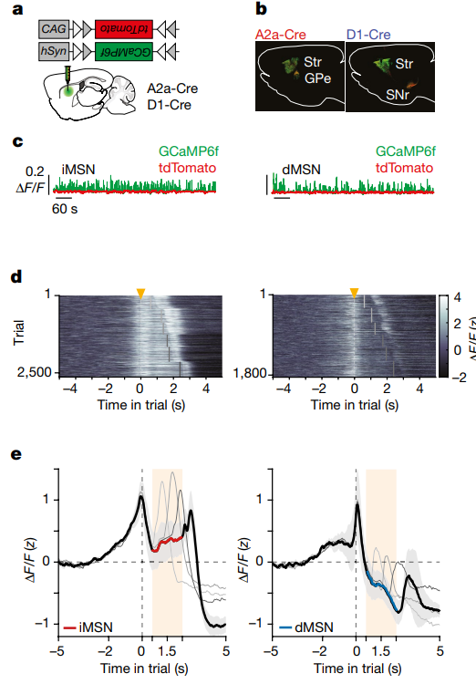 玩123木头人总是被抓！《自然》可能找到你赢不了的原因……休闲区蓝鸢梦想 - Www.slyday.coM