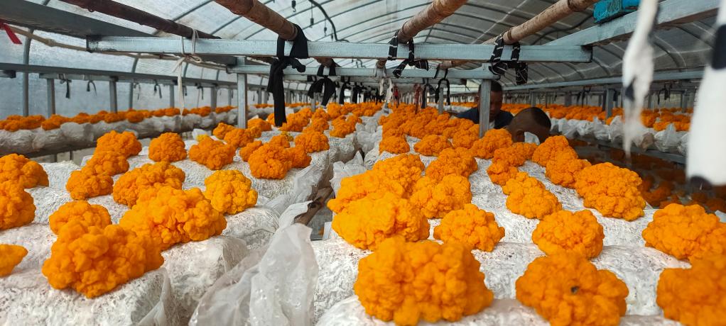 种植在大棚中的金耳.