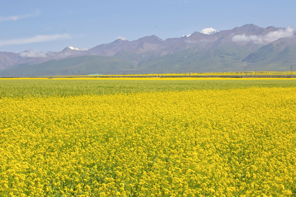 全球十大绝美花海,中国最美油菜花海,门源一个浪漫的童话世界__财经