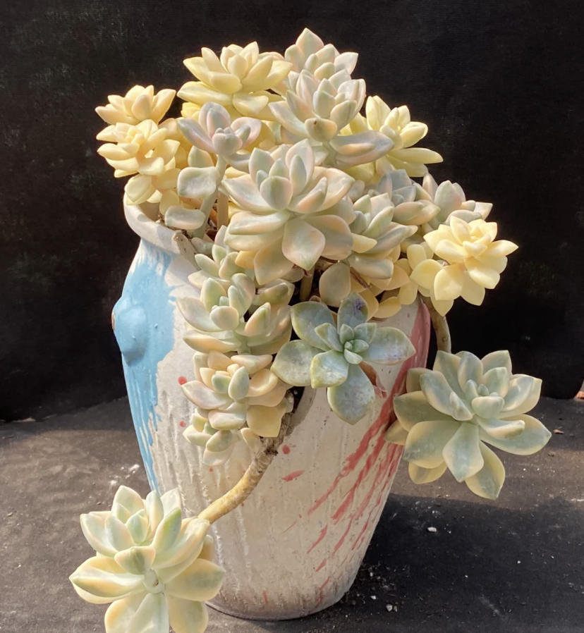 多肉美杏锦价格低颜值高最便宜的锦化品种值得拥有