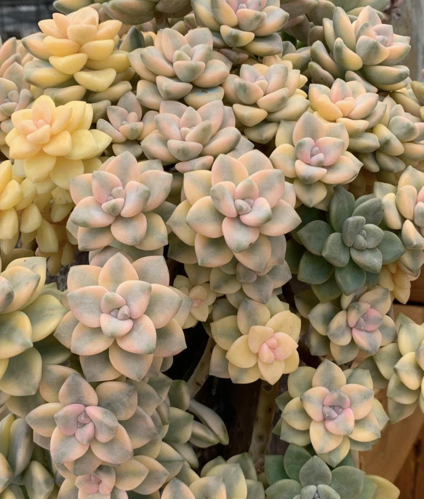 美杏锦在不出任何状态的情况下,它的颜值就非常高