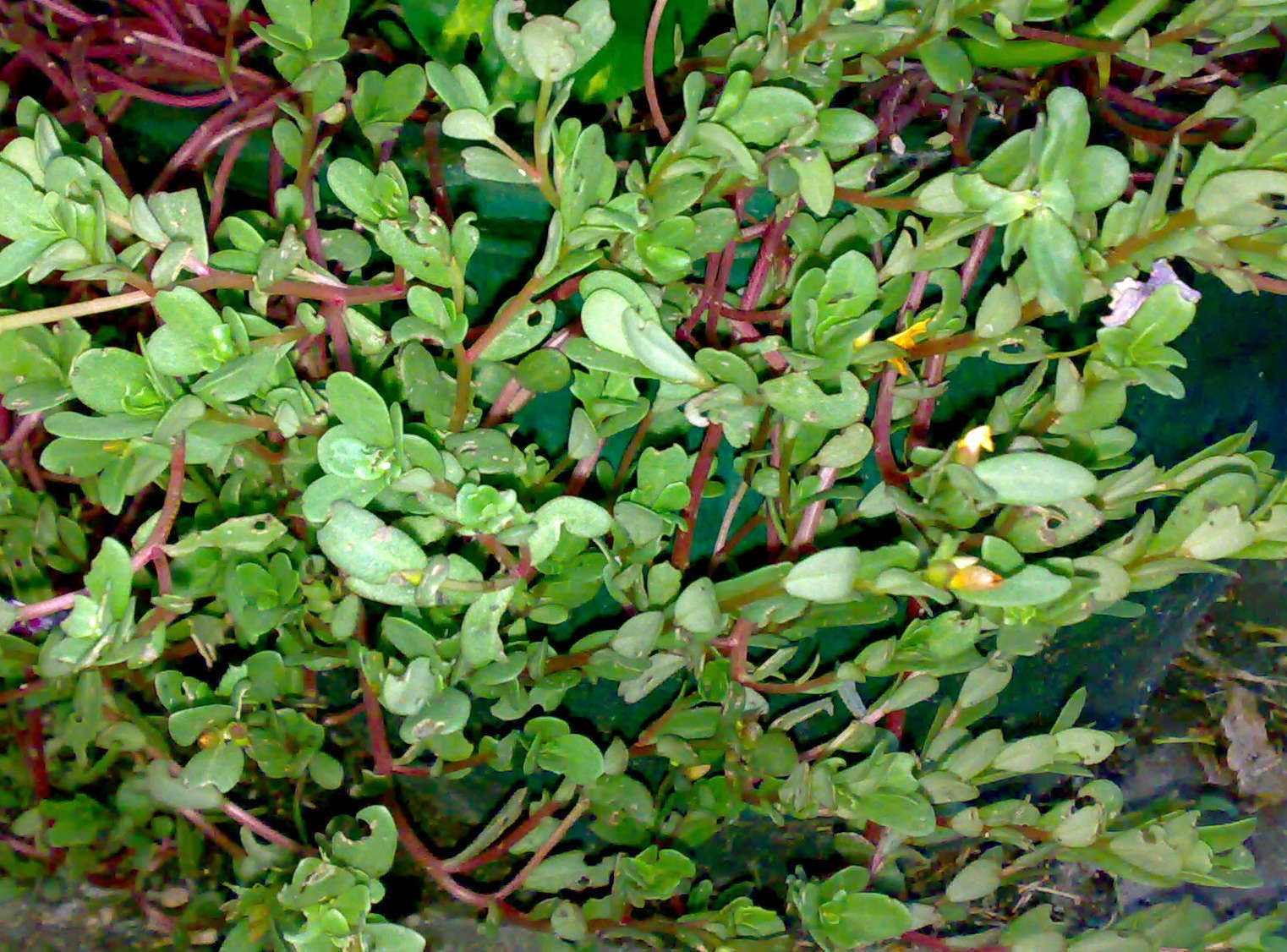 马齿苋在我们农村又被称为救命草长寿菜它到底有啥价值呢