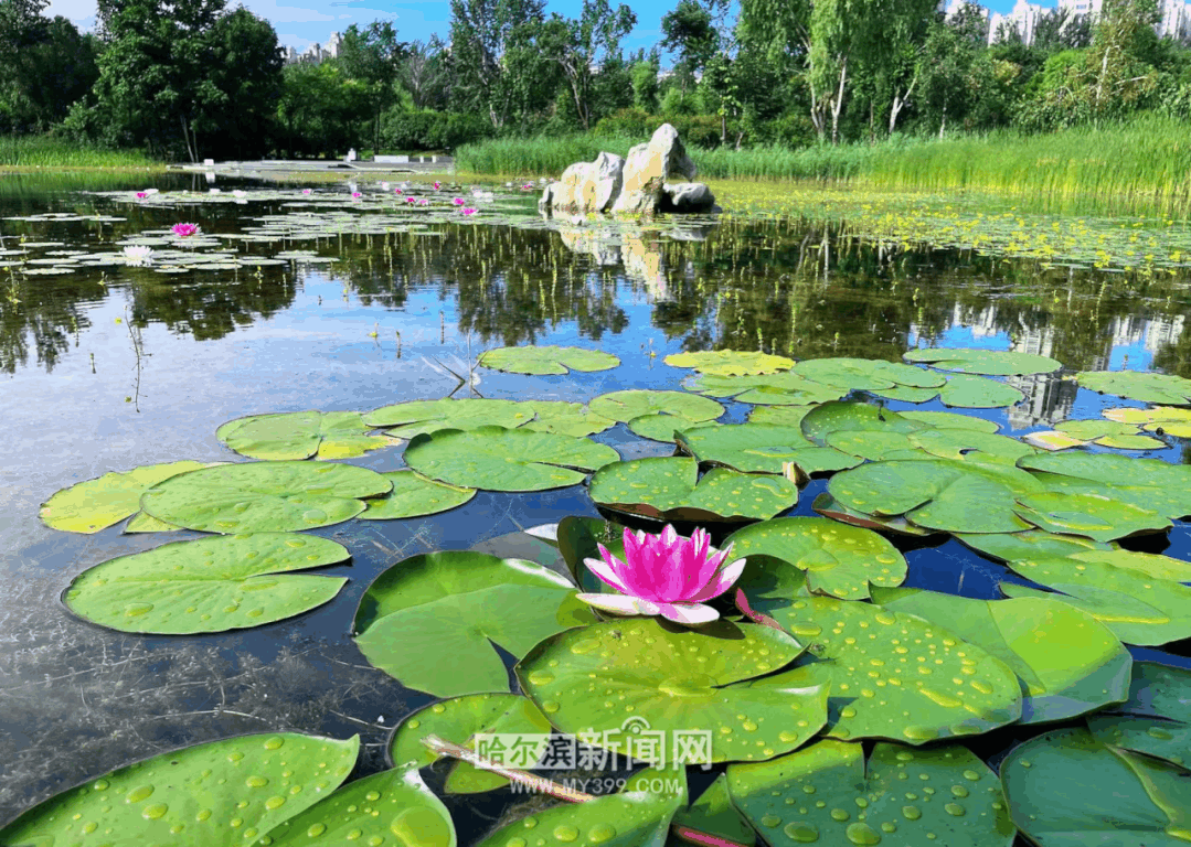 一池睡莲入画来 丁香公园 花中睡美人 绽放 财经头条 一池睡莲入画来 丁香公园 花中睡美人 绽放 财经头条