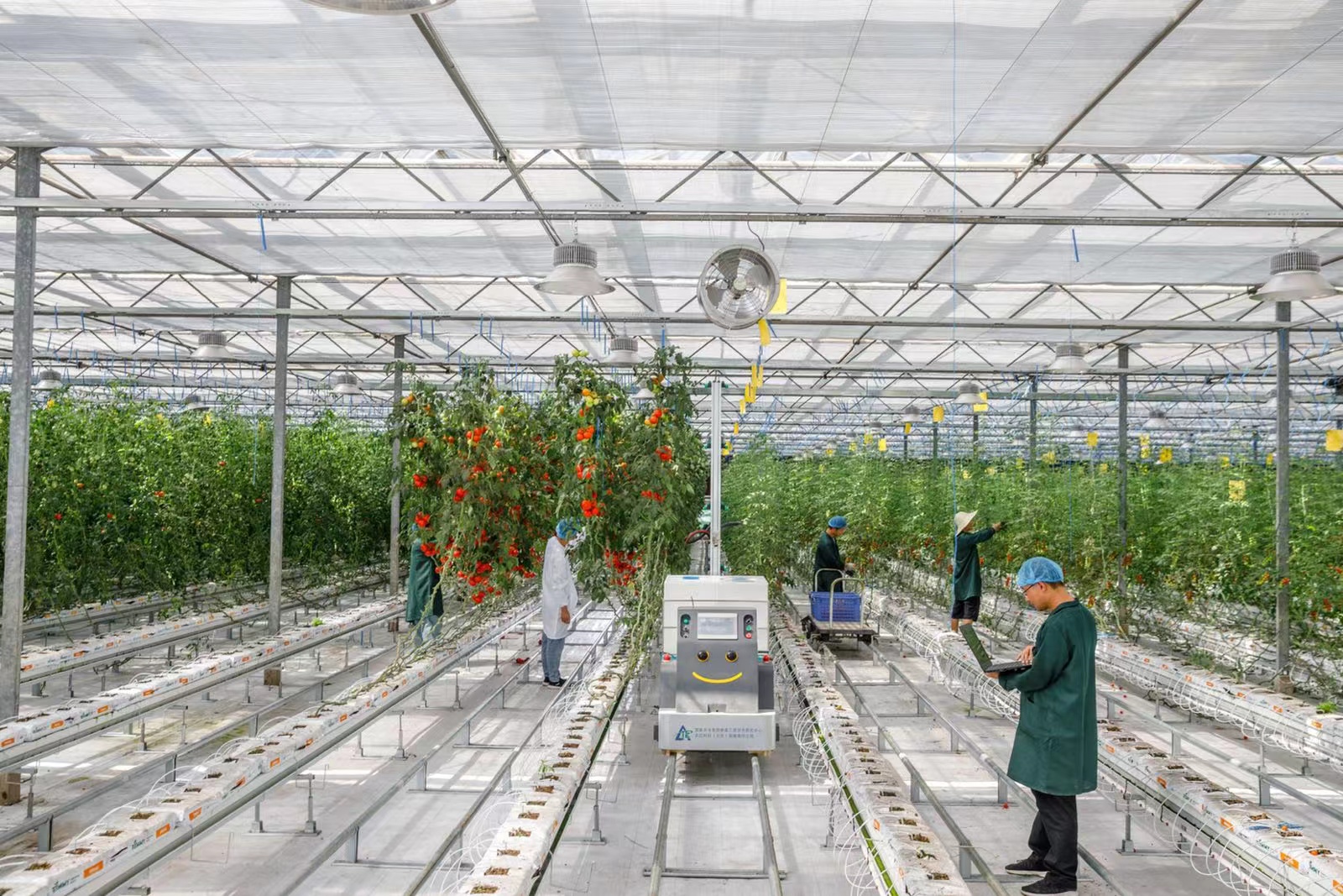 北京成为一名农民丨科技大棚的新农人