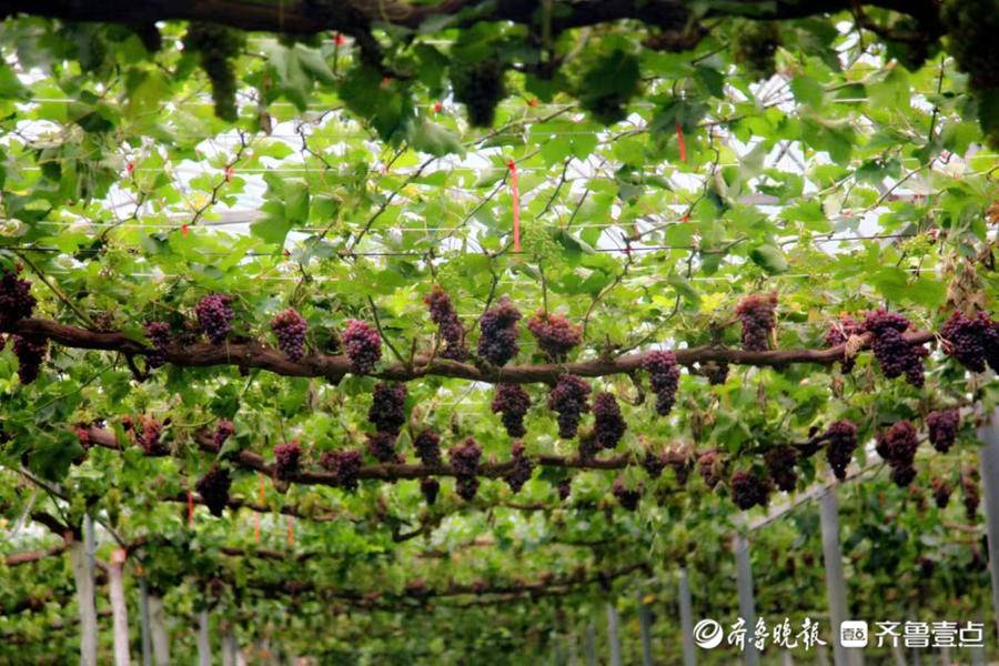 新泰市楼德镇600亩葡萄陆续成熟上市|长兴|新泰市|鲜食葡萄_新浪新闻