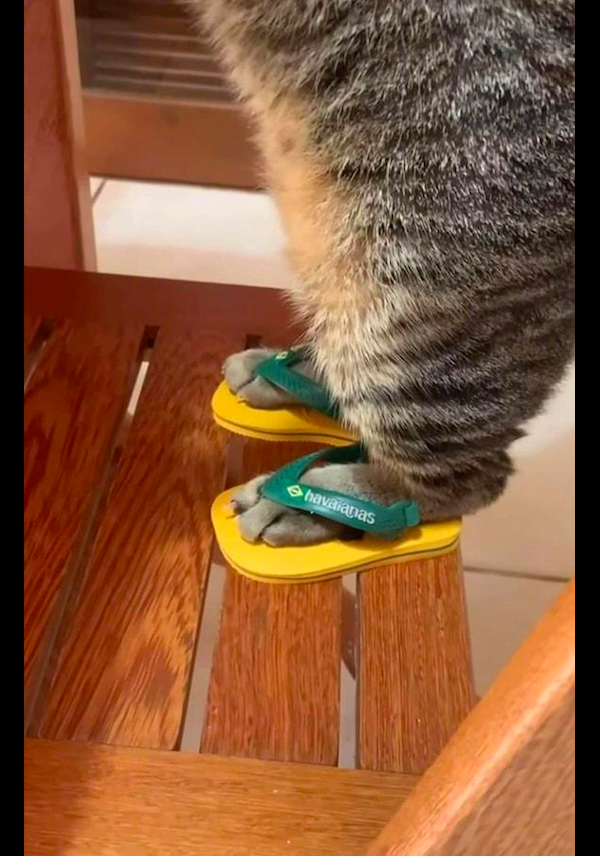 猫咪|人字拖|桌子_新浪新闻