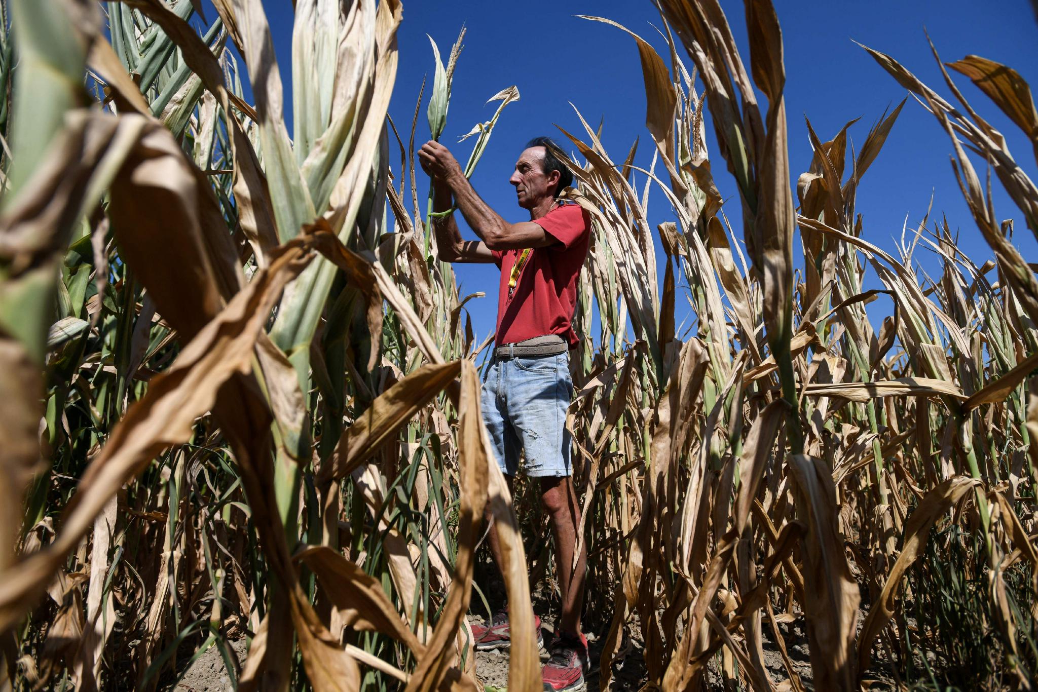 意大利:干旱影响农业收成|意大利|农民|意大利伦巴_新浪新闻