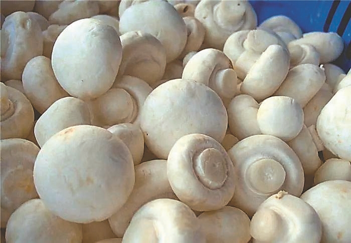 数说龙江好味道丨双孢菇: 蘑菇界的"白富美"|黑龙江_新浪新闻