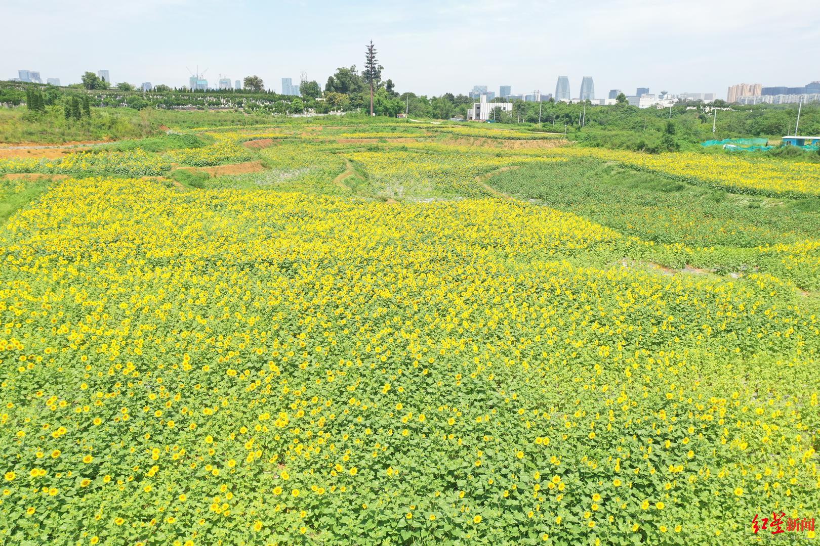 打造更高水平天府粮仓成都环城生态公园力争3年内完成10余万亩农田