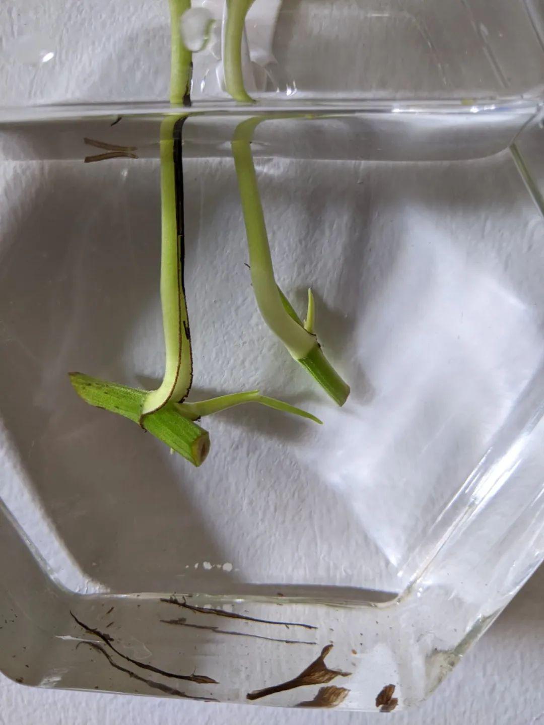 简单的茎插繁殖教程以绿萝为例教你繁殖室内各种绿植