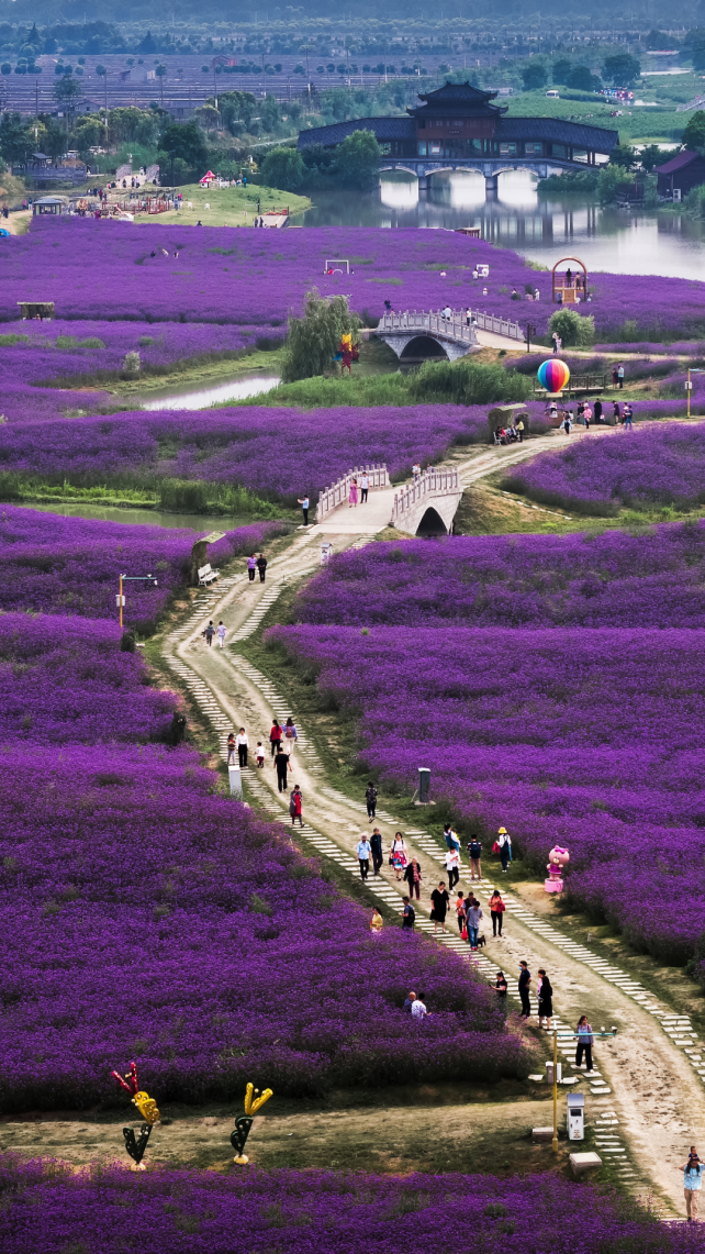 浦口永宁河岸花海.&nbsp;丁劼&nbsp;摄