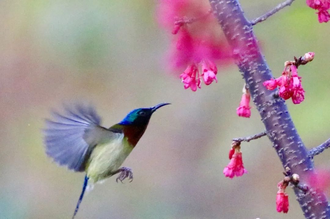 那些人能别再生活中讲鸟语来反应问题吗?