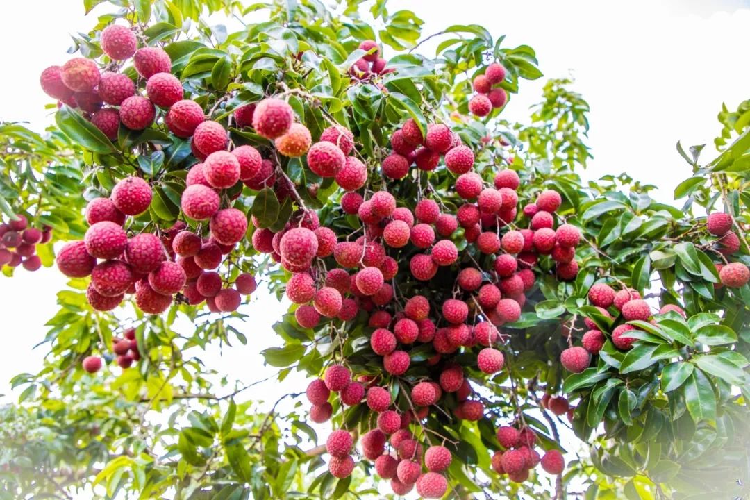 惠来荔枝:南国俏佳人,鲜甜又清香.(摄影:林碧鸿)