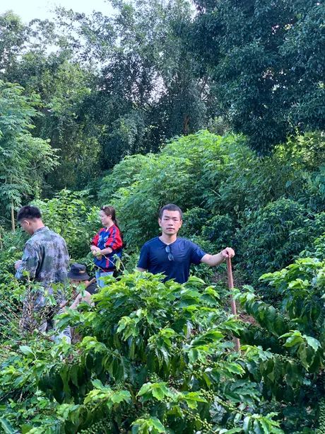 2021年6月，梁哲贤在咖啡种植基地除草。