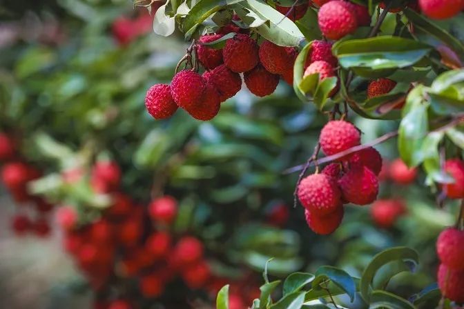 惠来荔枝是盛夏里不可错过的一口沁甜.(摄影:林碧鸿)
