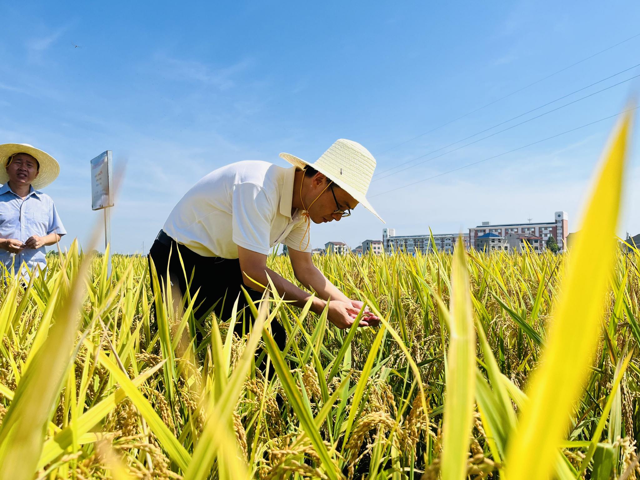 高效菌根共生水稻"赣菌稻1号"测产见成效|水稻_新浪财经_新浪网