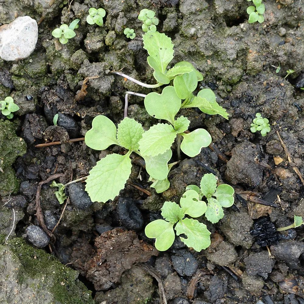 大白菜的心形子叶和带毛刺的真叶我尤其喜爱看夕阳下的红苋菜菜苗,它