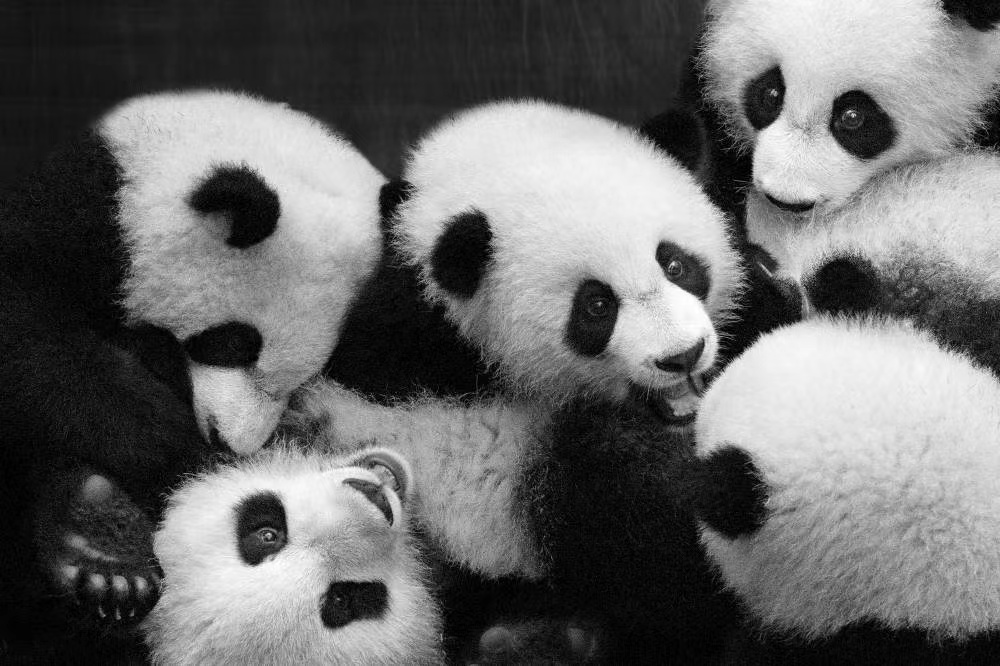 黑与白熊猫艺术创意展周孟棋熊猫文化的时代魅力