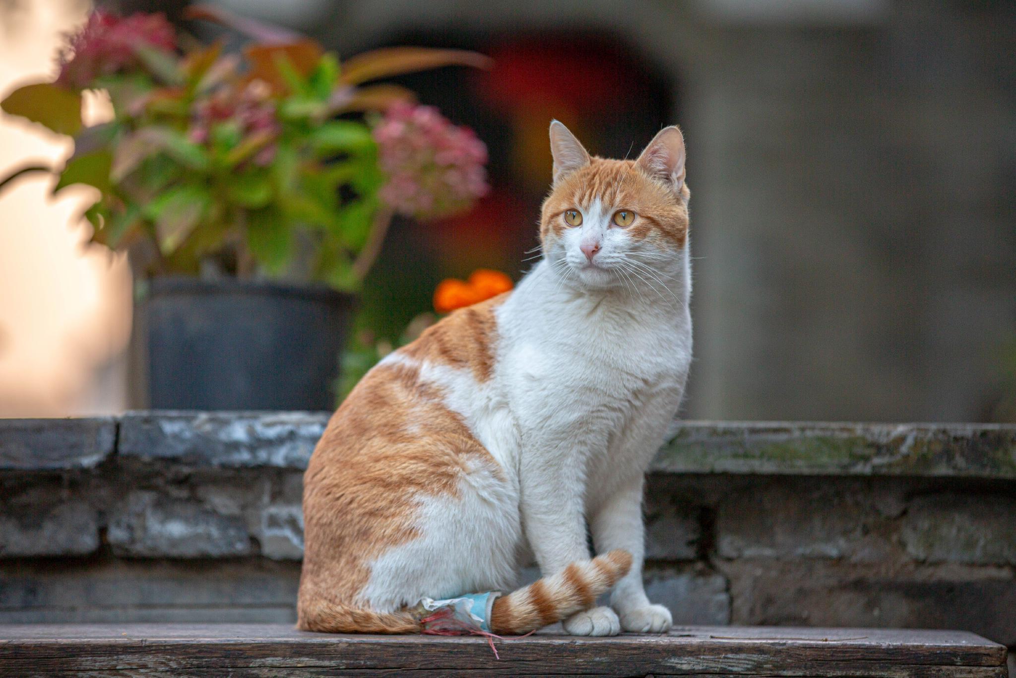 摄影分享~猫咪的世界|猫_新浪新闻
