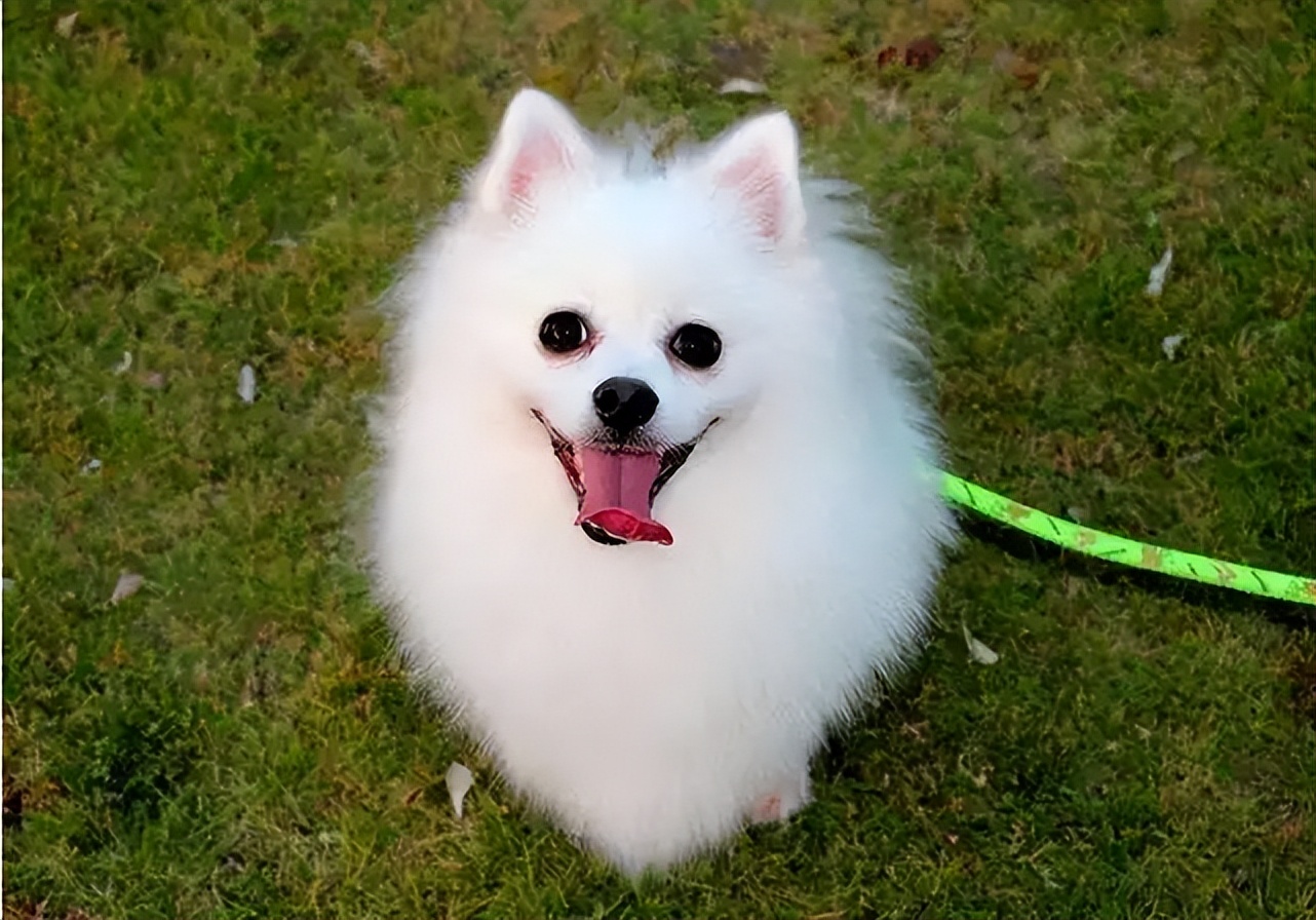 告诉你一个秘密:养狗,最好养小型犬|小型犬|养狗|主人_新浪新闻