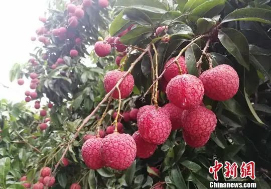 1049元挂绿荔枝2天卖空，曾拍卖出55万一颗“天价”__财经头条