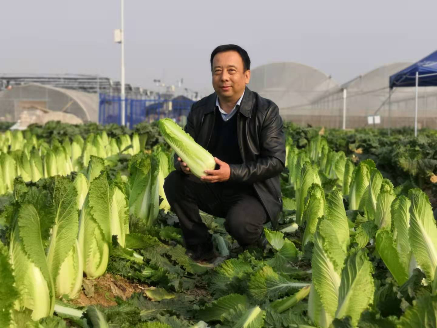 从秋菜到春菜 农业科学家助力河北玉田打造蔬菜品牌__财经头条