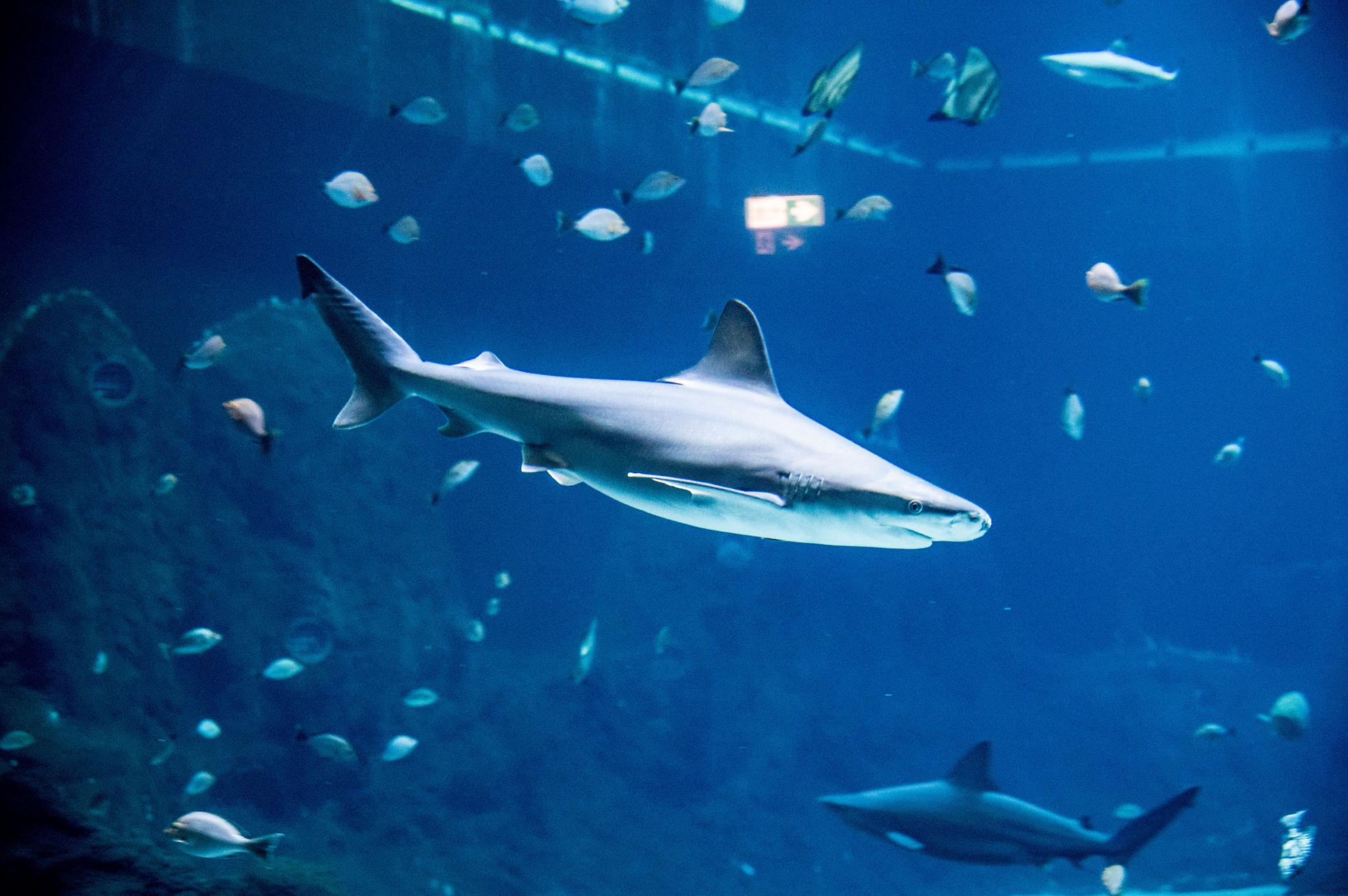 波兰罗兹水族馆鲨鱼日活动