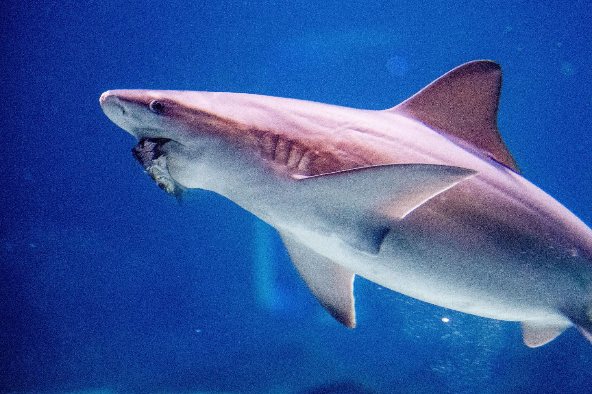 波兰罗兹水族馆鲨鱼日活动