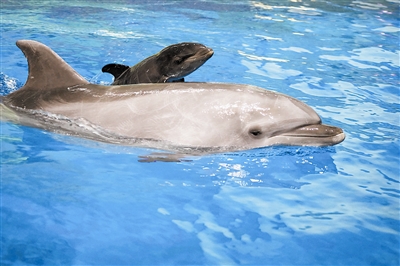 鲸豚兽宝宝"满月"啦|天津市_新浪财经_新浪网