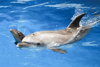 鲸豚兽宝宝"满月"啦|天津市_新浪财经_新浪网