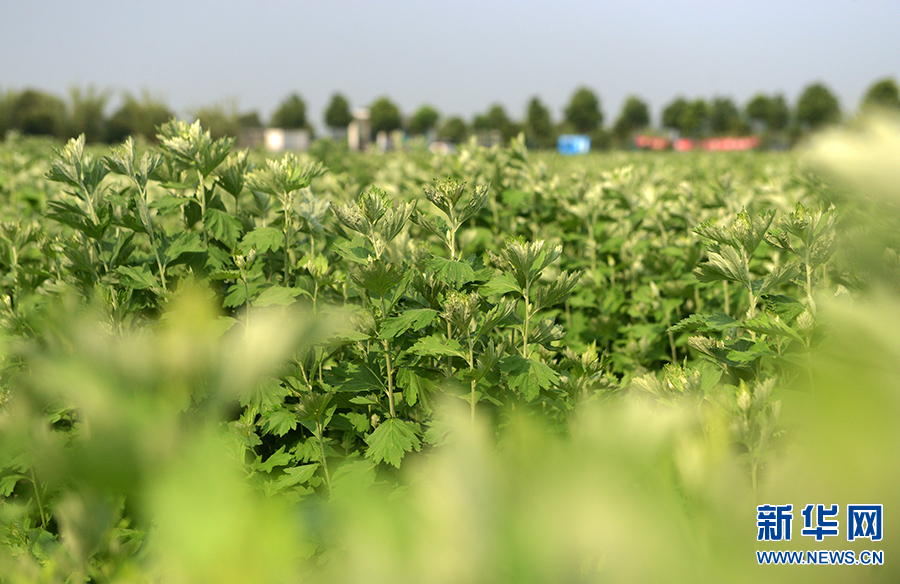 河南南阳:小艾草种出"大产业"|河南省|南阳市_新浪新闻