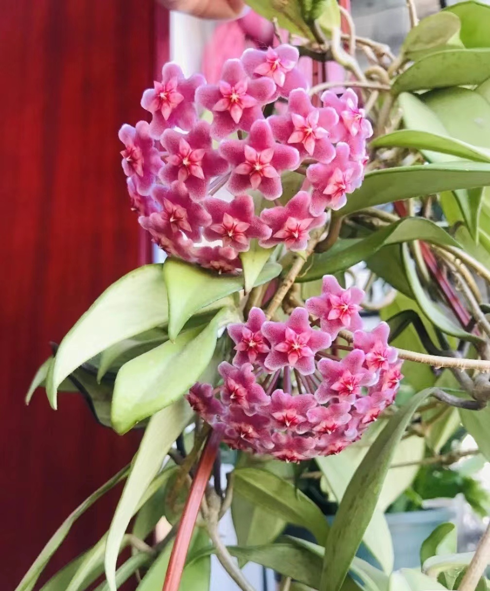 绿叶红花球兰—室内盆栽“新宠儿”,观叶赏花又闻香,耐阴又好养|阳台|花盆|品种|国人_新浪新闻