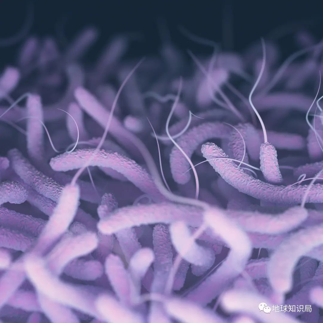 1932年的霍乱之夏：虎疫是什么？是老虎带来的疾病...