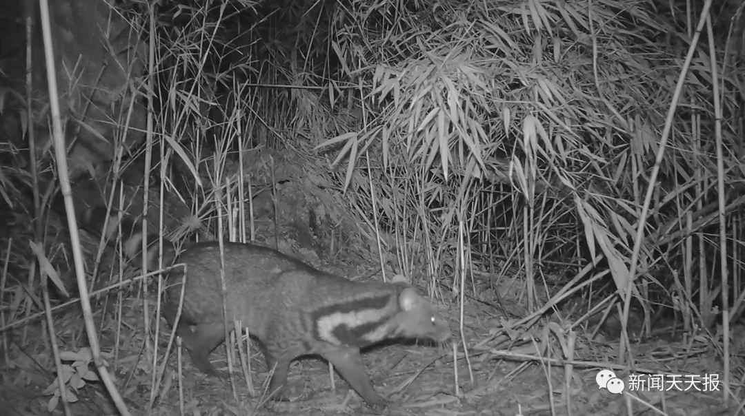 国家一级保护动物大灵猫首次现身黑竹沟国家级自然保护区 国家一级保护动物 四川省 新浪新闻 国家一级保护动物大灵猫首次现身黑竹沟国家级自然保护区 国家一级保护动物 四川省 新浪新闻