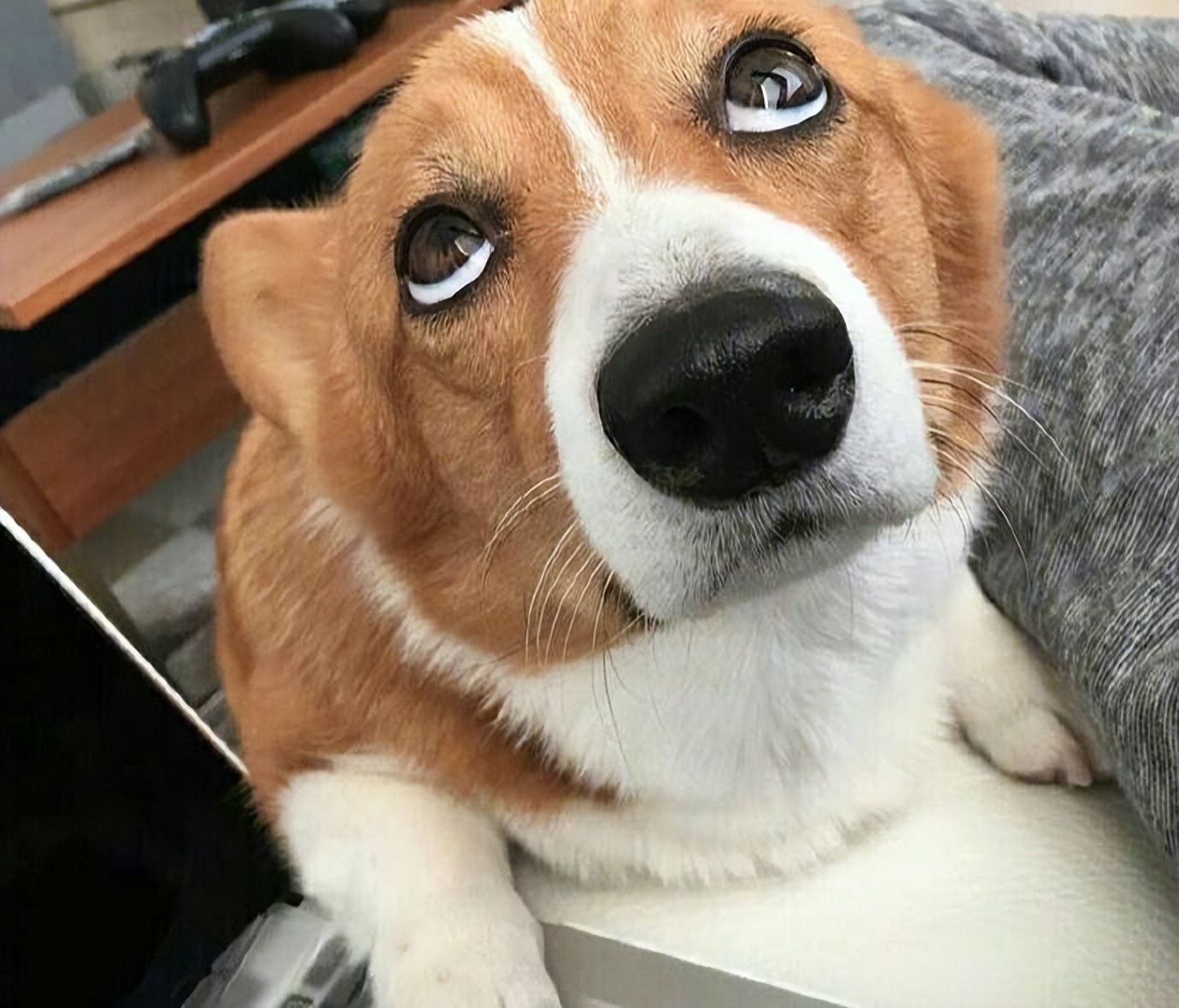 这5种狗狗有800个心眼有着心机狗之称