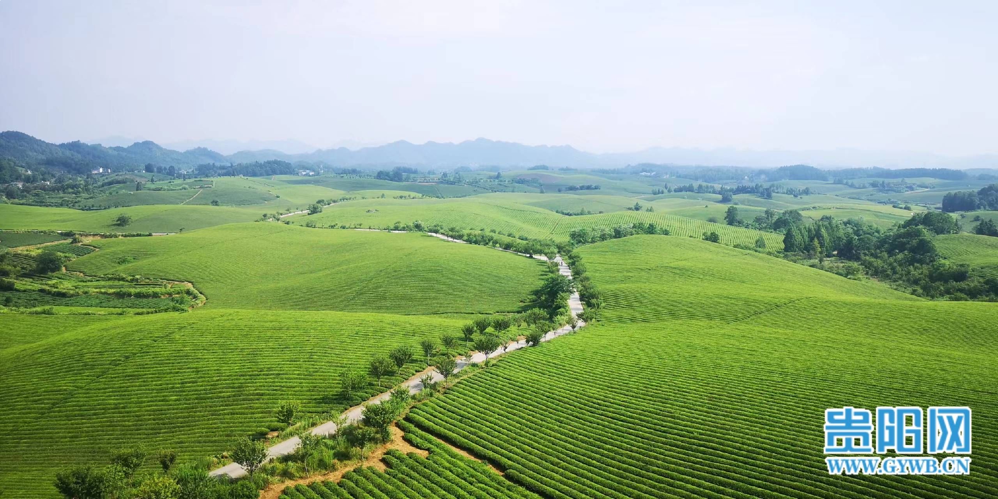 在希望的田野上遵义市湄潭县万亩茶海绿色茶香海洋