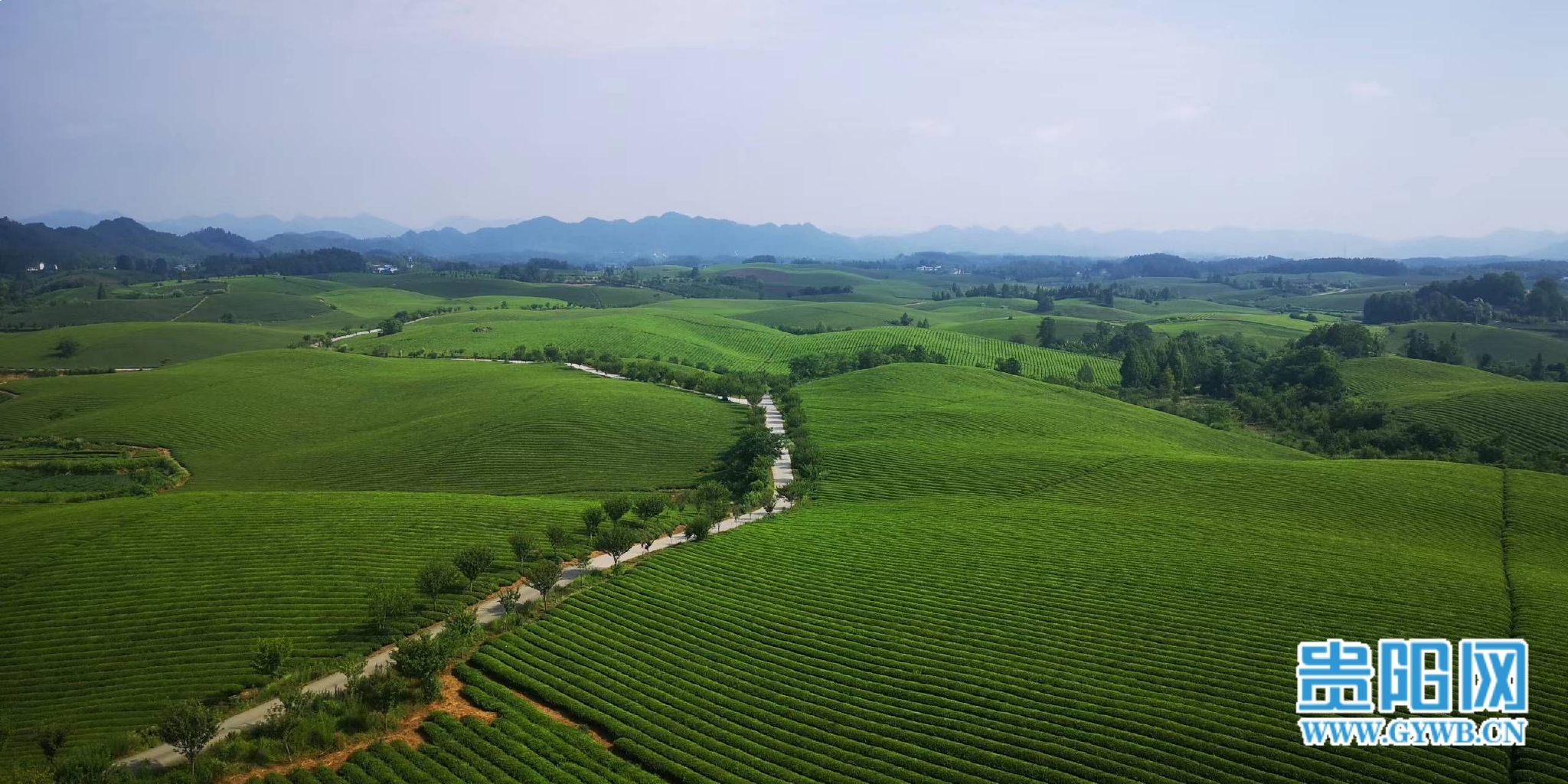 在希望的田野上遵义市湄潭县万亩茶海绿色茶香海洋