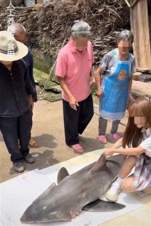 视点·观察|“网红博主疑烹食大白鲨遭举报”引关注 鲨是什么鲨？
