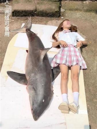 视点·观察|“网红博主疑烹食大白鲨遭举报”引关注 鲨是什么鲨？
